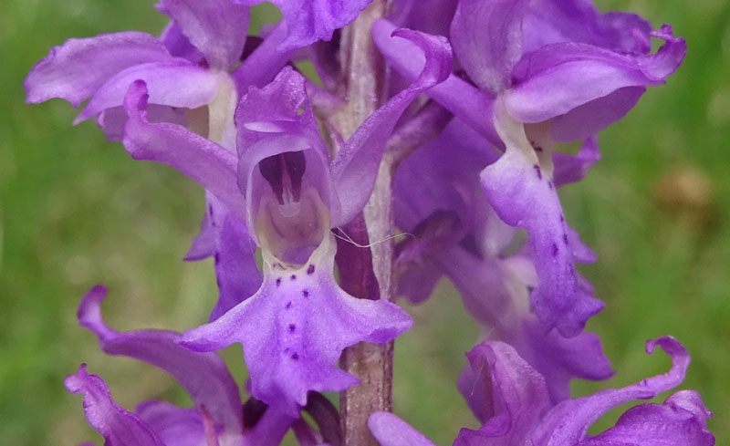 Orchis mascula subsp. speciosa